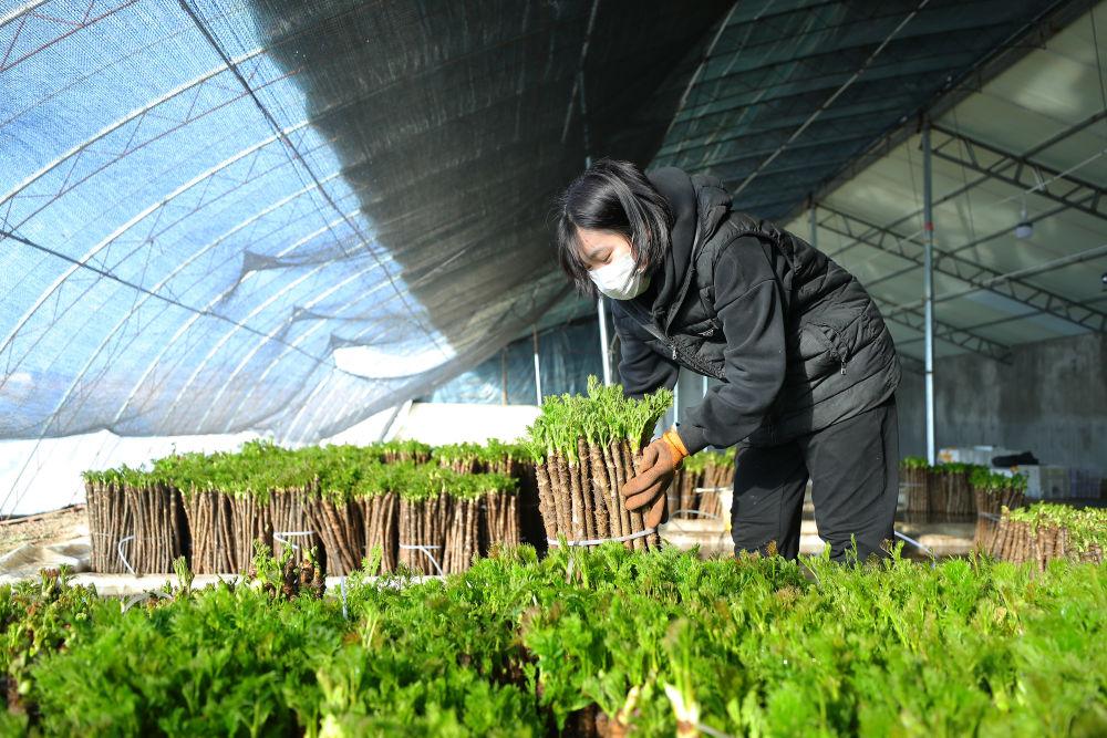 新华社｜辽宁新民：刺嫩芽成了“致富芽”-今日头条_001811b4.jpg